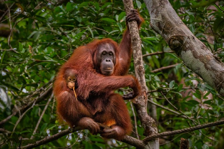 072 Kuching, semenggoh natuurreservaat.jpg